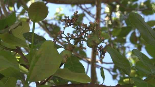 Varadero, kokosnötter på palmtree — Stockvideo
