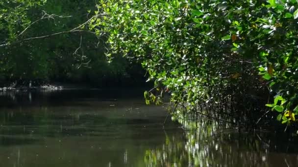 Naturreservat Insel juan venado — Stockvideo