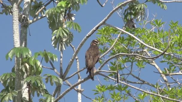 Pantanal Αρπακτικών Πουλιών Στο Δέντρο Μπλε Ουρανό — Αρχείο Βίντεο