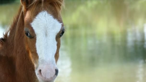 Cavalo bebê olhando para a câmera — Vídeo de Stock