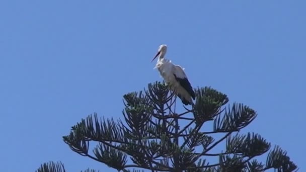 Pájaro blanco grande en palmera — Vídeos de Stock