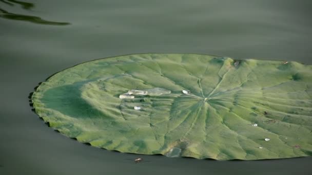 Kapka vody na lily pad — Stock video