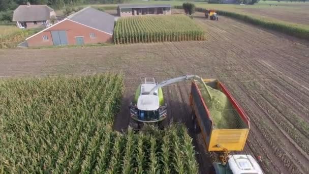 Landwirtschaftsmaschine zerkleinert Mais — Stockvideo