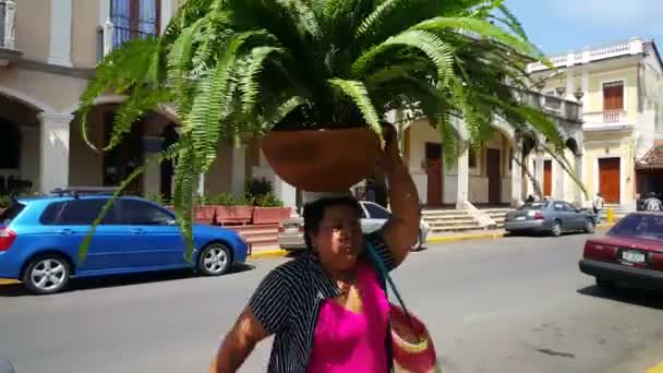 Femme portant une grande plante — Video