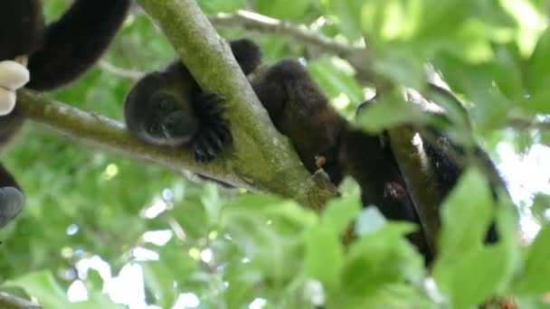 Affe spielt mit seinen Hoden — Stockvideo