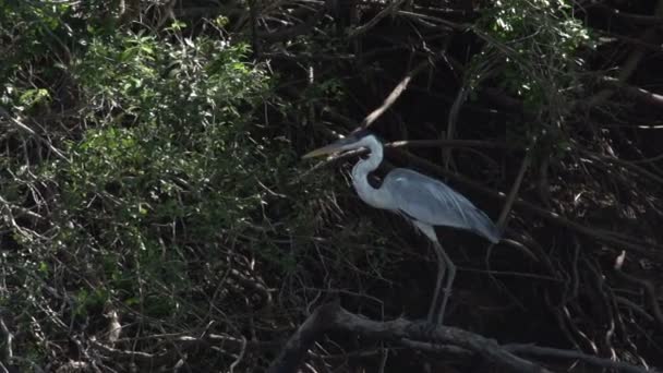 Пантанал, Большая птица на дереве — стоковое видео