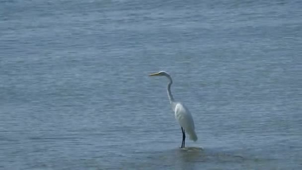 Grijze zilverreiger op zoek naar vis — Stockvideo