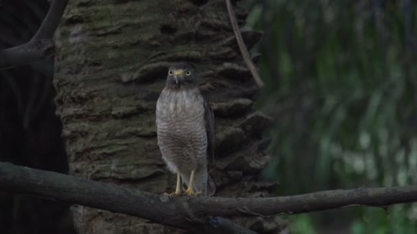 Pantanal, Big bird on tree — Stock Video