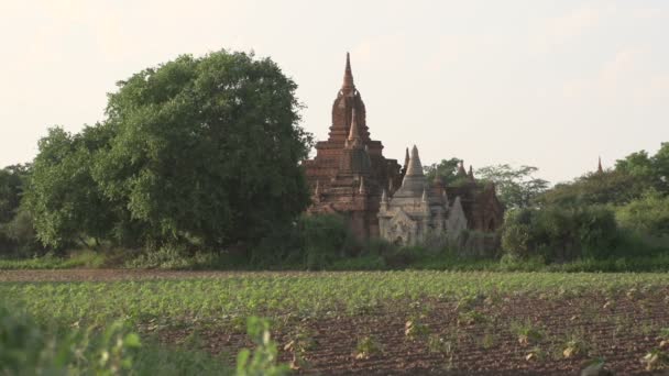 Храм в Багане — стоковое видео