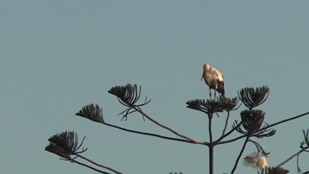 Duży biały ptak w palmy — Wideo stockowe