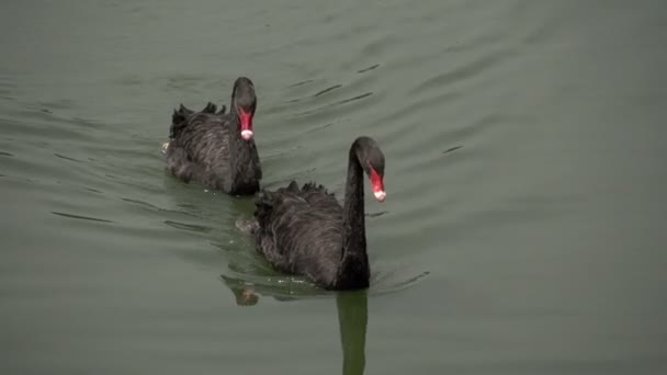 Zwanen in Ibirapuera Park — Stockvideo