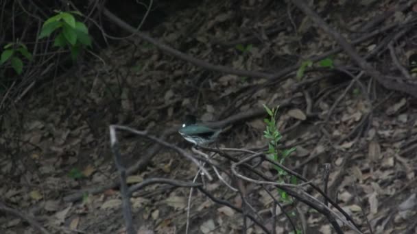 Pantanale, Grande uccello su albero — Video Stock