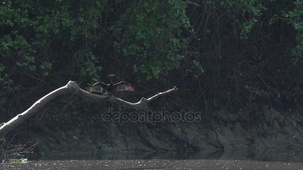 Pantanale, Grande uccello su albero — Video Stock