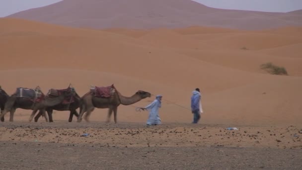 Jazda na wielbłądzie w Sahara, — Wideo stockowe