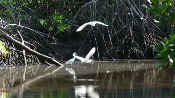胡安 · 贝纳多岛自然保护区 — 图库视频影像