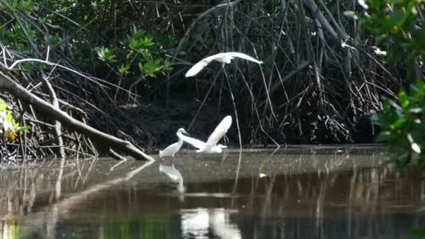 Riserva naturale dell'isola Juan Venado — Video Stock