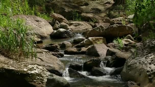 Video Stock Cascada Jardín Estanque Jardín Con Flores Agua Hermoso