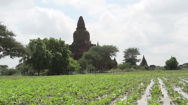 Pagoder i Bagan, Myanmar — Stockvideo