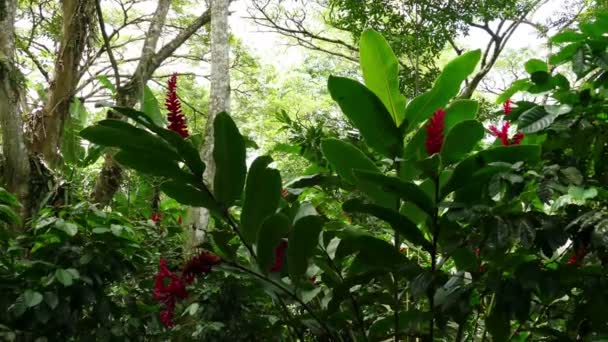 Кофейная плантация Selva Negra — стоковое видео