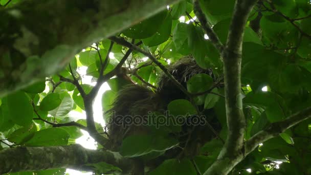 Bradipo dormire su albero — Video Stock