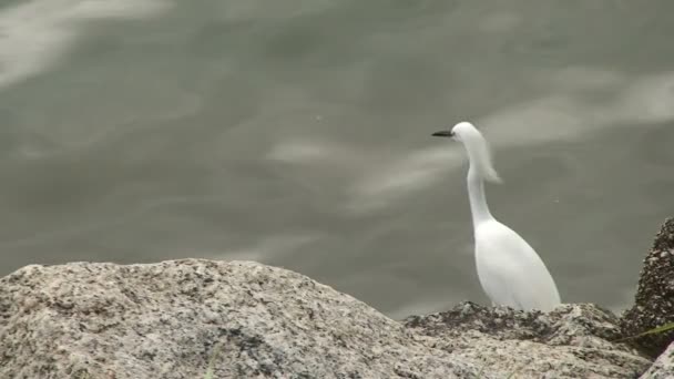 Florianopolis Büyük Beyaz Kuş Denizde Yan Görüntülerini — Stok video