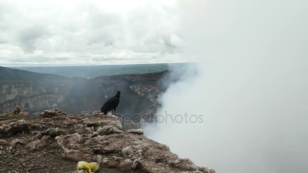 Vulture on edge of volcano — Stock Video