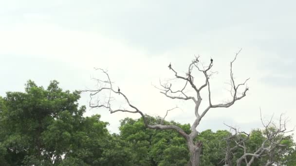 Pantanal, canotage sur la rivière — Video