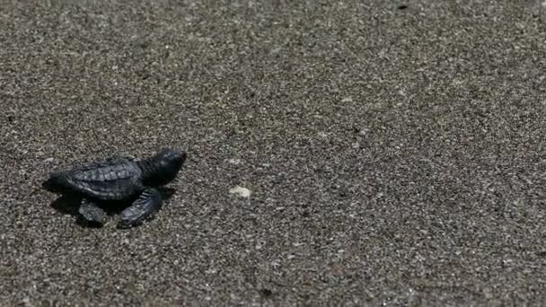 Дитяча черепаха досягає моря — стокове відео