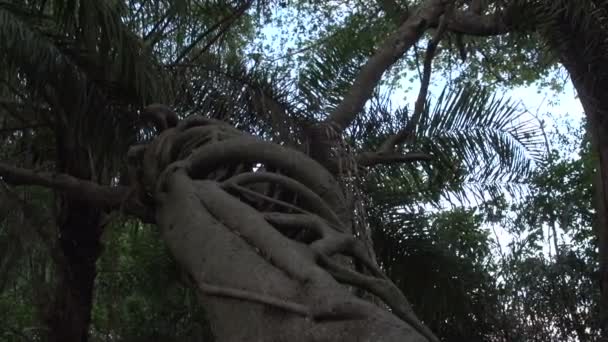 Pantanal Dentro Árvore Estranha — Vídeo de Stock