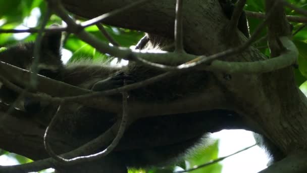 Waschbär im Baum entspannt sich — Stockvideo