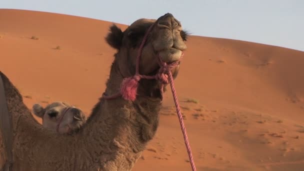 Camellos en Sáhara, Marruecos — Vídeo de stock