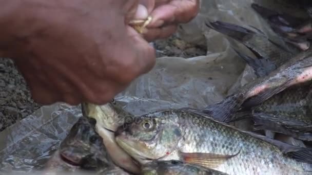 Hombre atando peces — Vídeos de Stock
