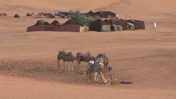 Camellos en Sáhara, Marruecos — Vídeo de stock