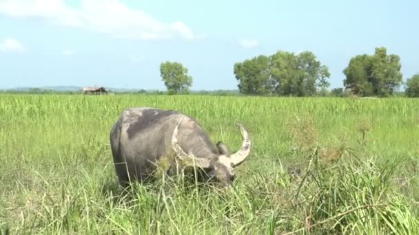 Buffalo dans les prairies humides 