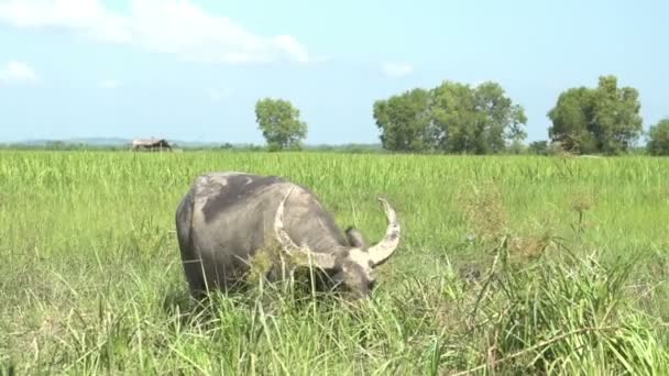 Buffalo em prados húmidos — Vídeo de Stock