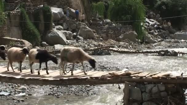 Vrouw herder en geiten lopen over de brug — Stockvideo