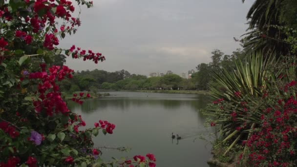 São Paulo, horizonte do parque Ibirapuera — Vídeo de Stock