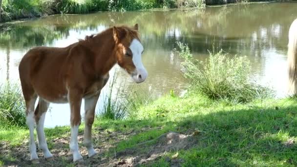 Malý kůň stojící na trávníku — Stock video