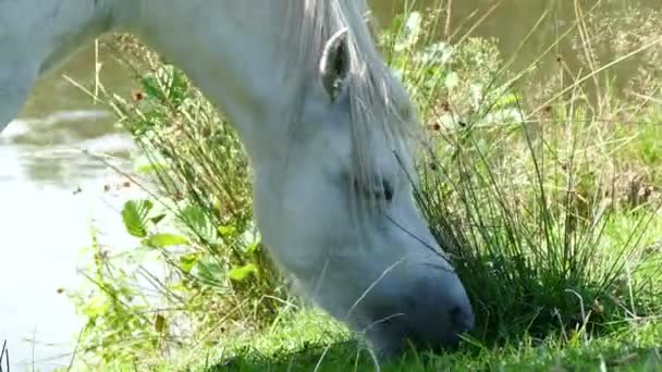 Caballo comiendo hierba verde en el césped — Vídeo de stock