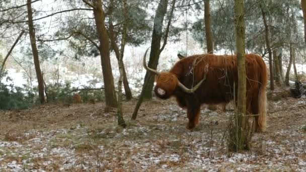 Schottische Almrinder grasen im Nationalpark — Stockvideo