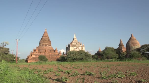 Temples and pagodas in Bagan — Stock Video