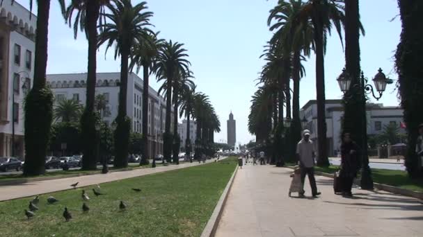 Boulevard de Mohamed V con palmeras altas — Vídeo de stock