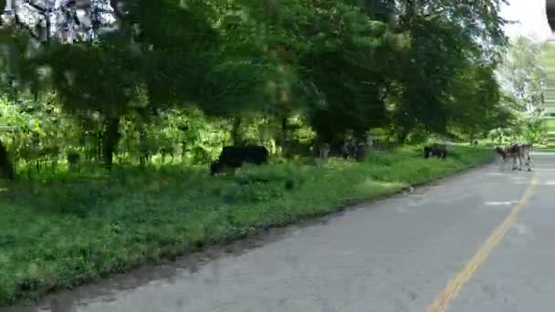 TukTuk rijden rond eiland — Stockvideo