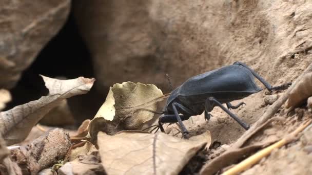 Grand coléoptère se cachant dans le trou — Video