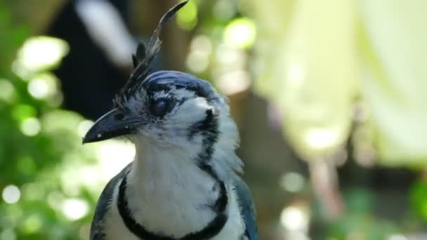 Branco Throated Magpie Jay — Vídeo de Stock