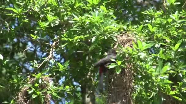 Pantanal, paseos en bote por el río — Vídeo de stock