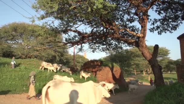 Pagode et vaches devant — Video