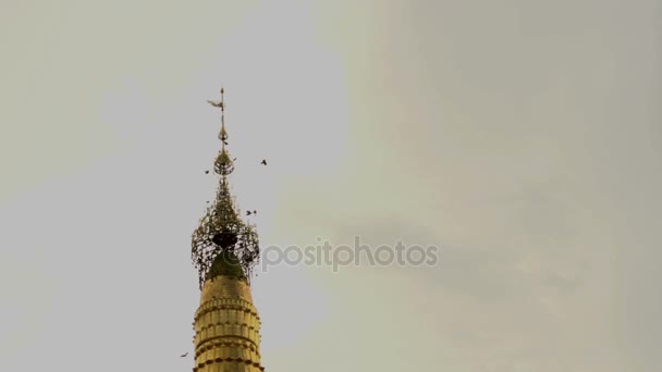 Duiven vliegen over op Shwemokehtaw pagode — Stockvideo