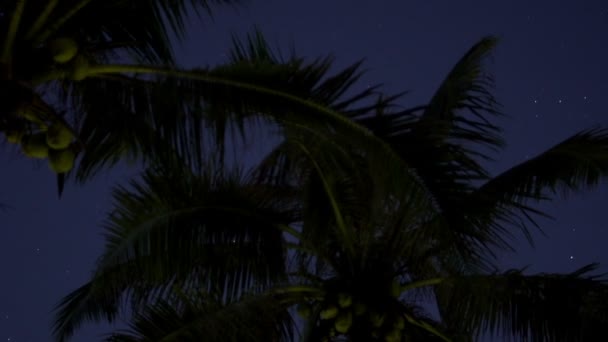 Céu com estrelas e palmtree — Vídeo de Stock