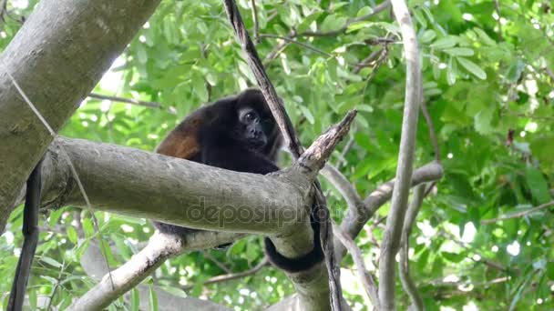 Howler monkey watching at camera — Stock Video
